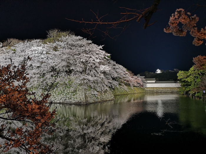 彦根城と夜桜（アイキャッチ画像）