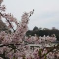 桜の彦根城