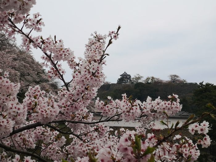 彦根城と桜（アイキャッチ画像）