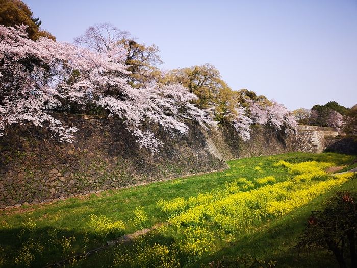 桜と堀