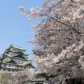 桜の名古屋城を見に行きました