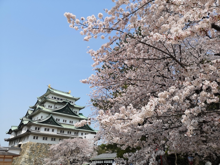 名古屋城と桜（アイキャッチ画像）