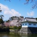 桜の小田原城を見に行きました