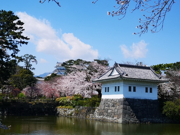 小田原城と桜（アイキャッチ画像）