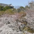 桜の岡崎城を見に行きました