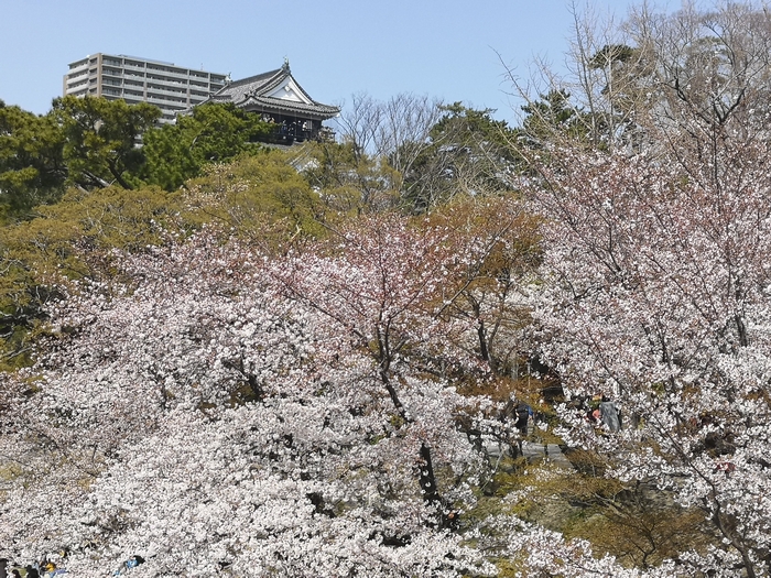 岡崎城と桜（アイキャッチ画像）