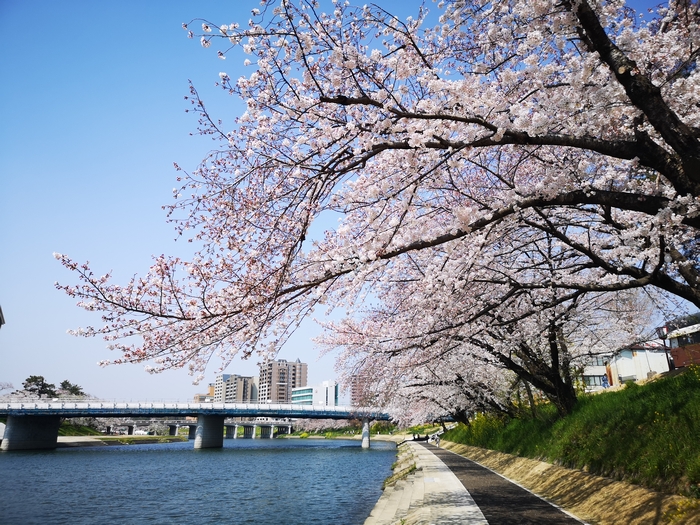 乙川と桜