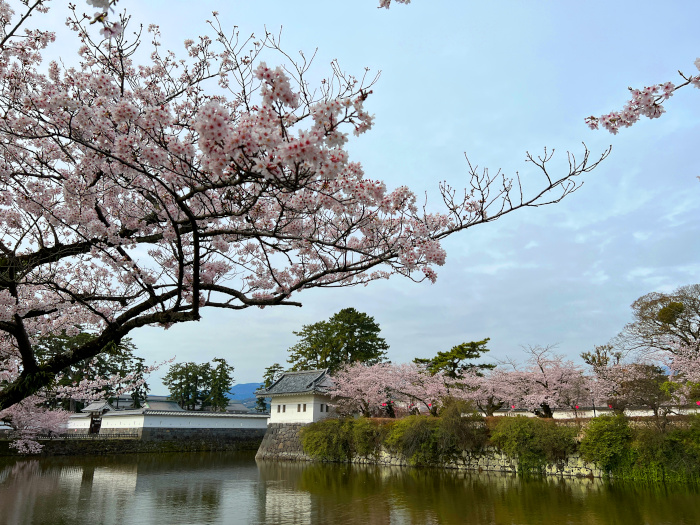 小田原城の桜その１