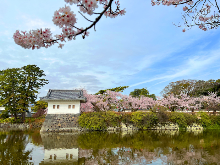 小田原城の桜その２