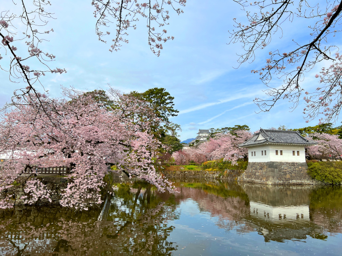小田原城の桜その３