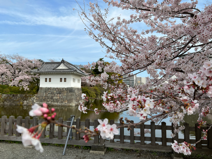 小田原城の桜その５