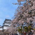 小田原城へ桜を見に行きました（2022年）